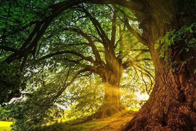 Free Trees Sunbeams photo and picture