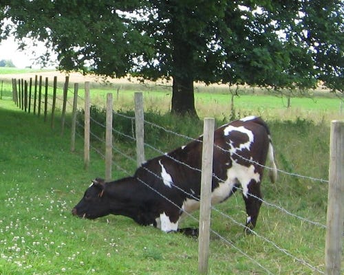 Kuh, die mit den Vorderbeinen auf die Knie geht und den Kopf unter dem Zaun durchstreckt zum frischen Gras Kuh, die mit den Vorderbeinen auf die Knie geht und den Kopf unter dem Zaun durchstreckt zum frischen Gras