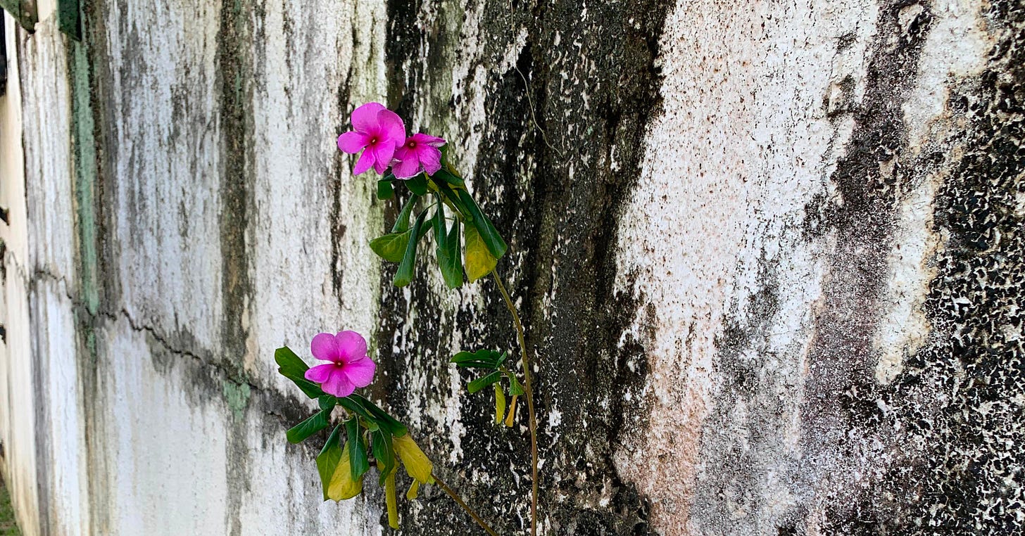 r/singapore - Resilience - jogging along Jurong canal when I saw this flower beautifully growing on concrete, in the most unlikely of circumstances. Reminded me of these hard times, when it is important to be positive and resilient, as we too should still grow and live well.
