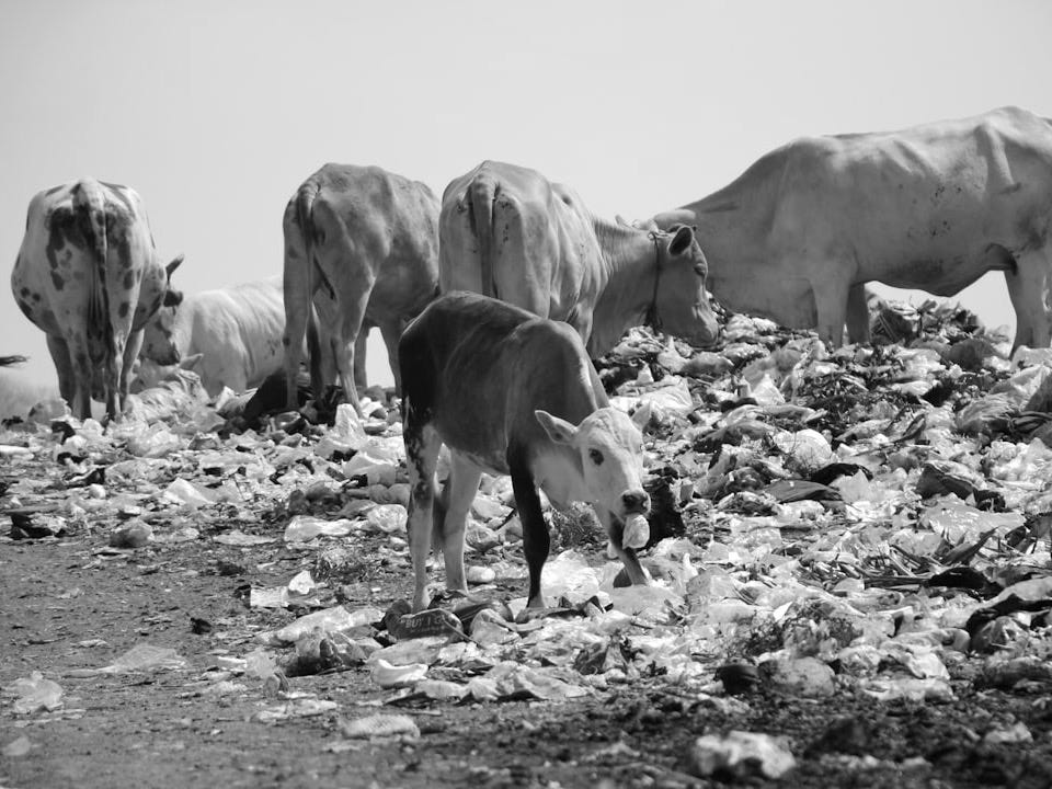 A herd of cattle standing on top of a pile of trash