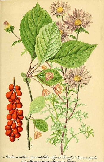 Show 275: Schisandra