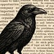 The Raven Report