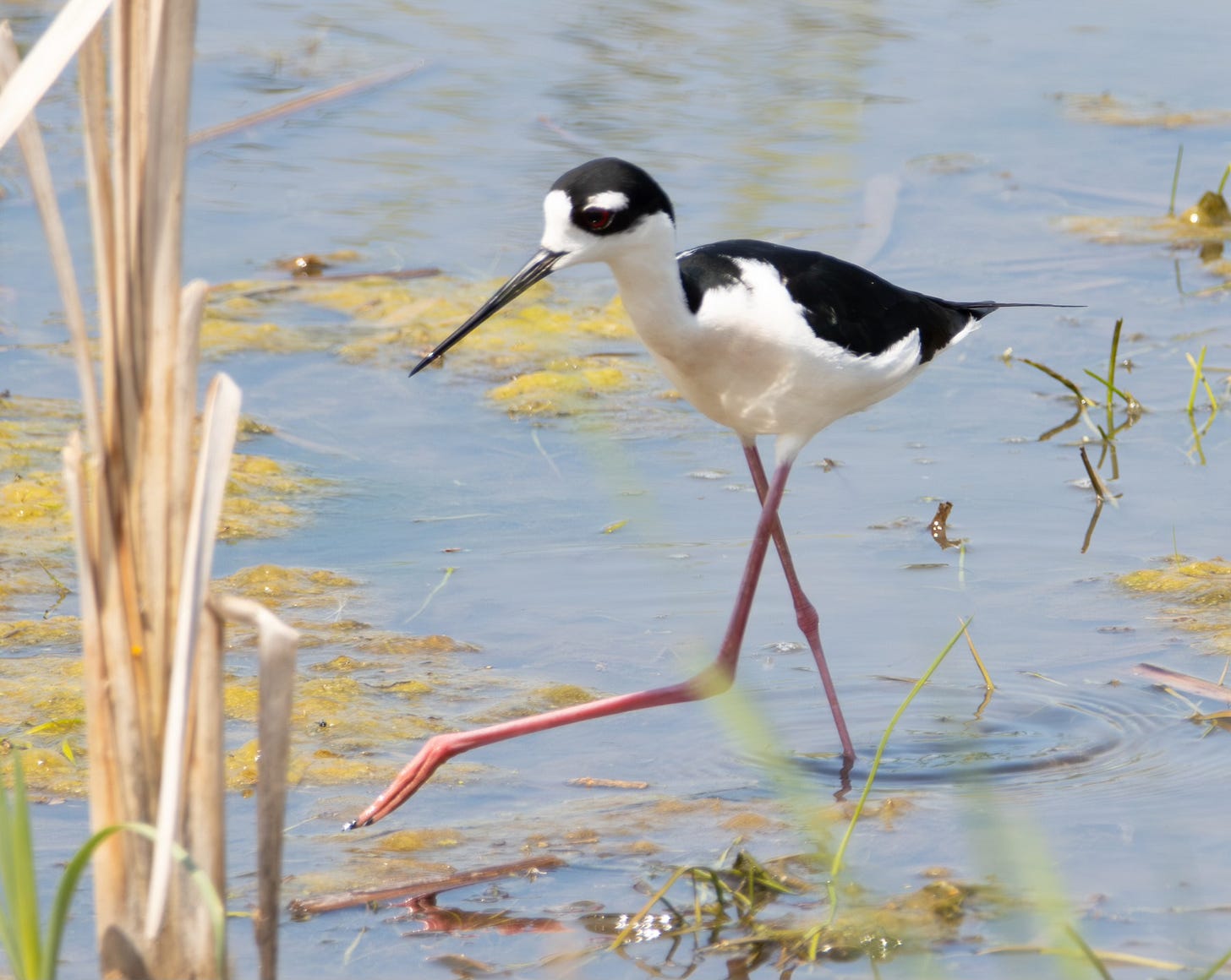 a black-necked stilt (a long-legged, pink-legged water bird) stands in water on the marsh
