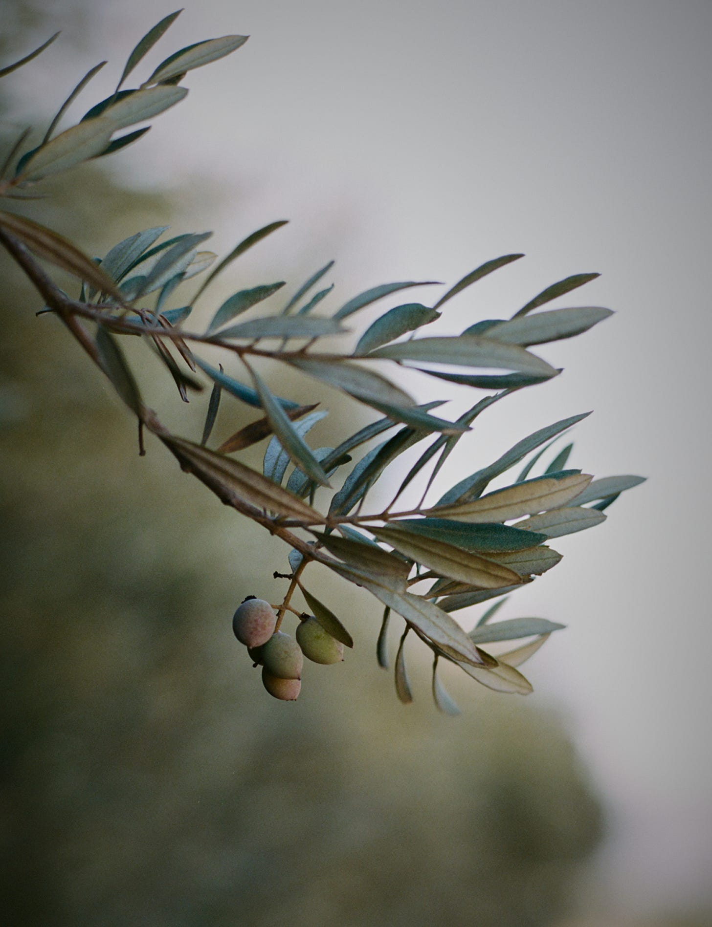 An olive branch on the farm