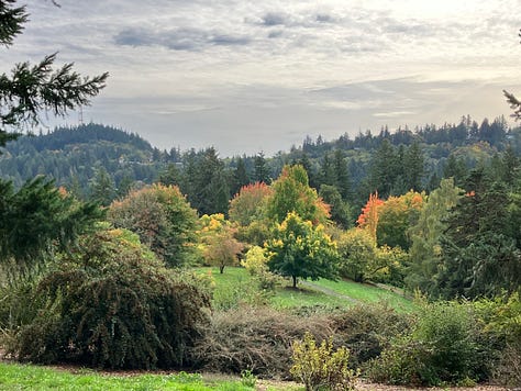 Colorful trees in the Oregon Hoyt Arboretum