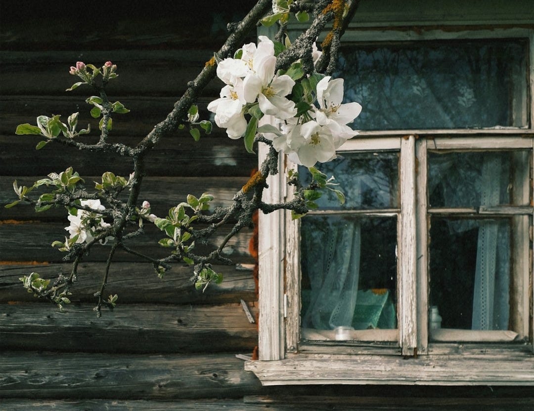 Apple blossoms on a rustic wooden cabin window.