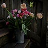 Cara's Garden