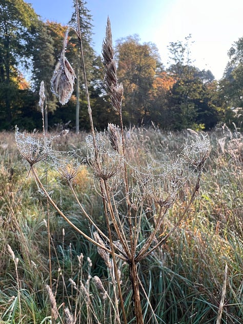 Each bird and stone, each roof and well,feels the gold foot of autumn pass;each spider binds with glittering snarethe splintered bones of grass.
