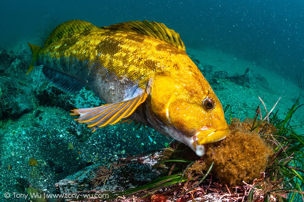 Fat greenling protecting eggs, Hexagrammos otakii