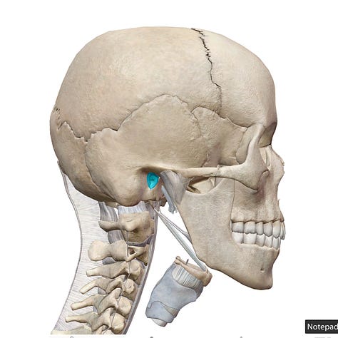 mandible, maxilla, zgomatic, temporal bone, ear canal