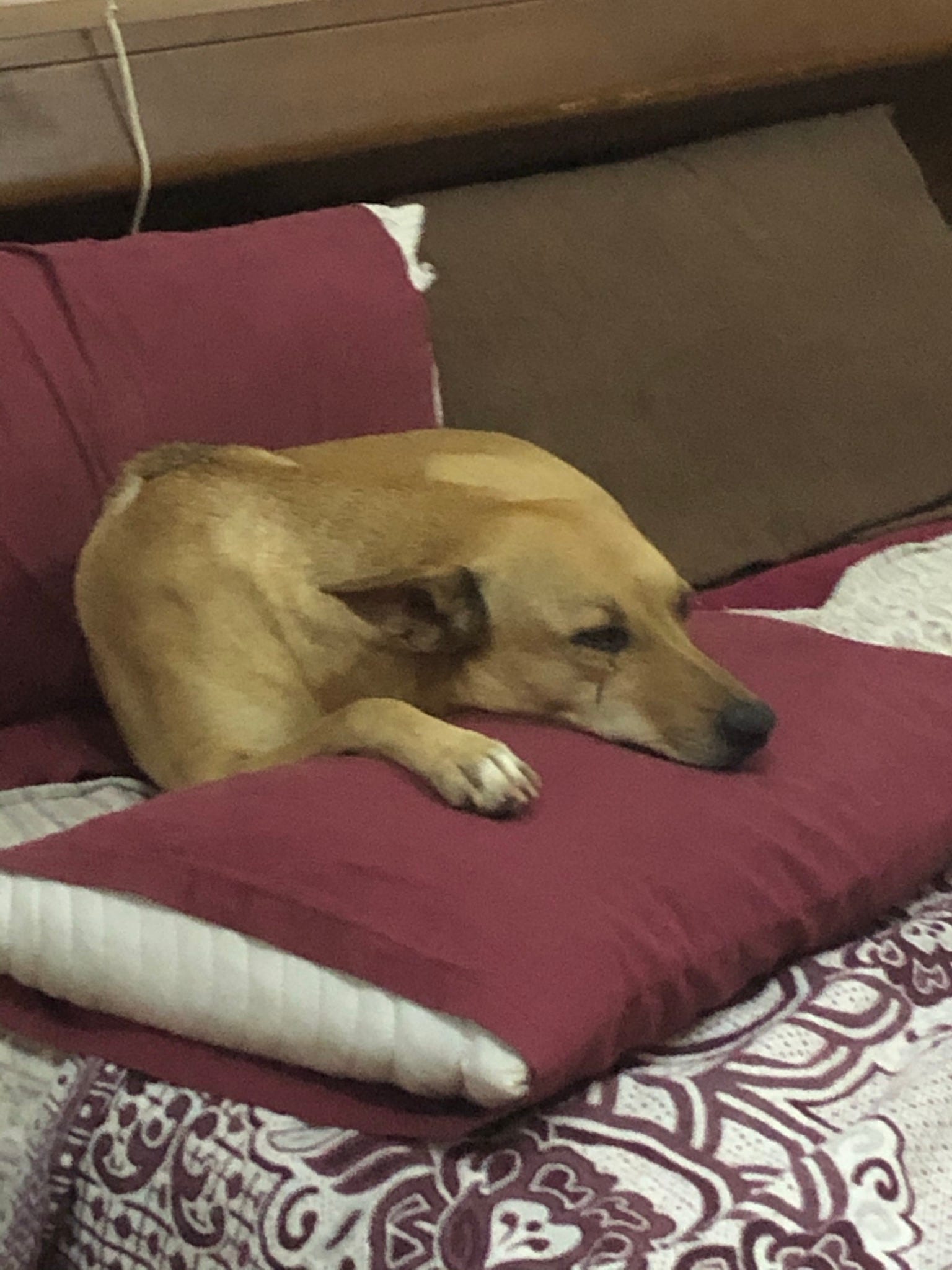 Still Living In Egypt