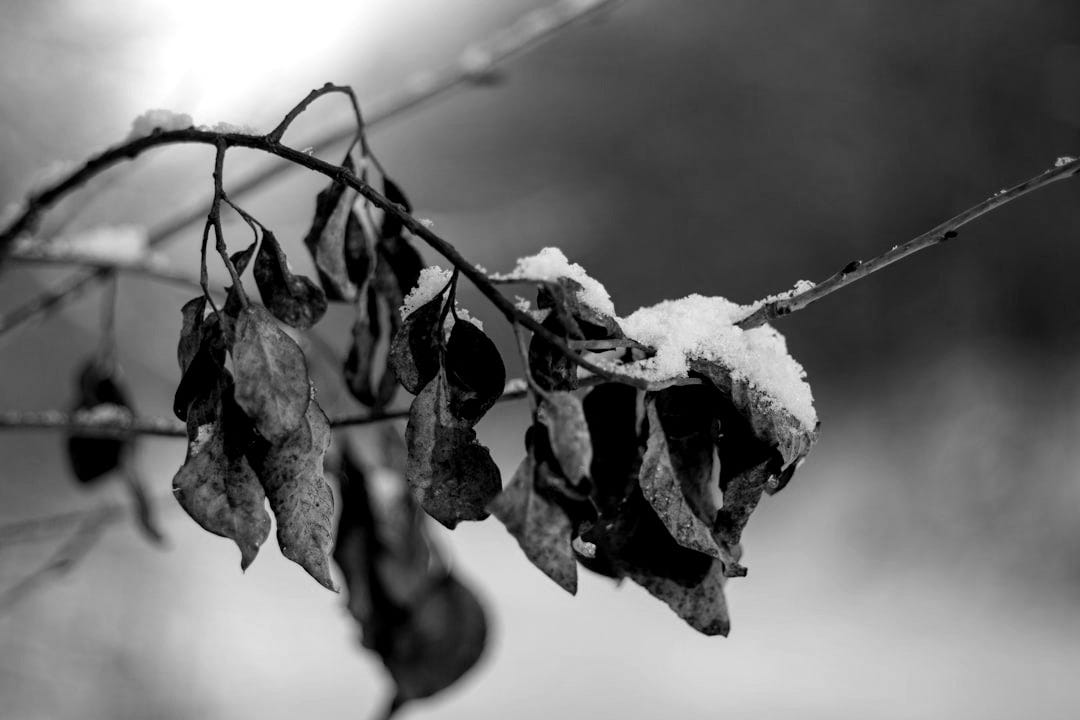 brown dried leaves covered with snow brown dried leaves covered with snow