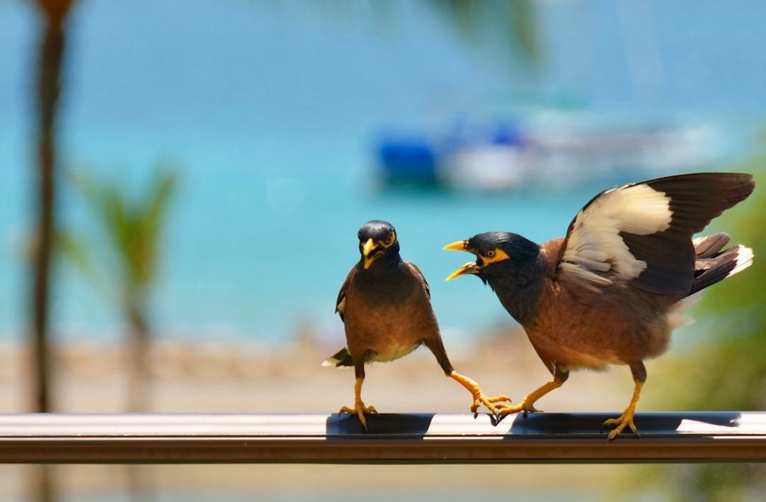 shallow focus photography of two brown birds