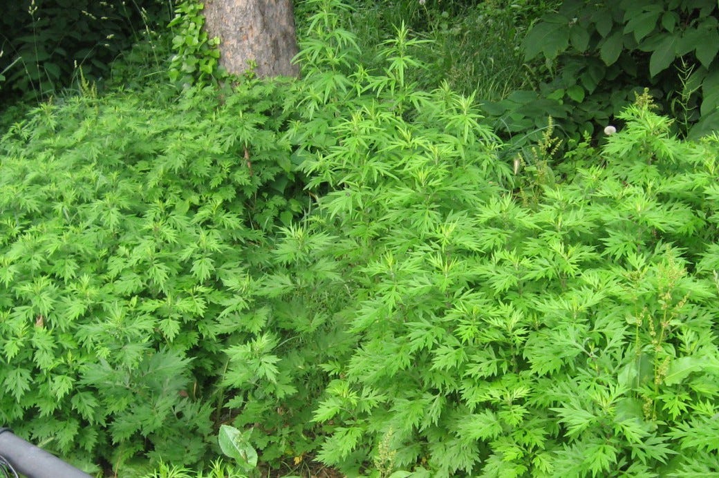 Weed of the Month: Mugwort - Brooklyn Botanic Garden Weed of the Month: Mugwort - Brooklyn Botanic Garden