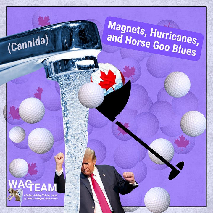 Left -Cover art for ‘Magnets, Hurricanes, and Horse Goo Blues’: a giant faucet labeled ‘(Cannida)’ drips water marked ‘truth,’ surrounded by maple-leaf golf balls and flames, with a triumphant figure celebrating nonsense. Right - Lyrics page for ‘Magnets, Hurricanes, and Horse Goo Blues,’ featuring bold text, WagTeam branding, and a playful golf ball on a sharp purple backdrop.