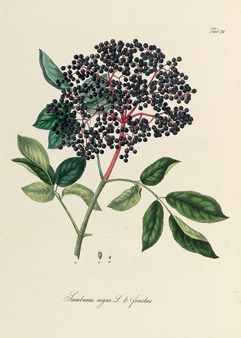 From the Spring Foraging Cookbook: Elder Flowers and Erodium Cicutarium