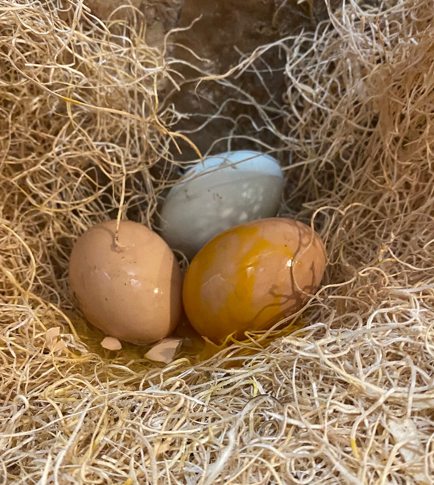 Could Coop Cam Clarify Cannibalism Conundrum? Conceivably! — Randy's  Chicken Blog