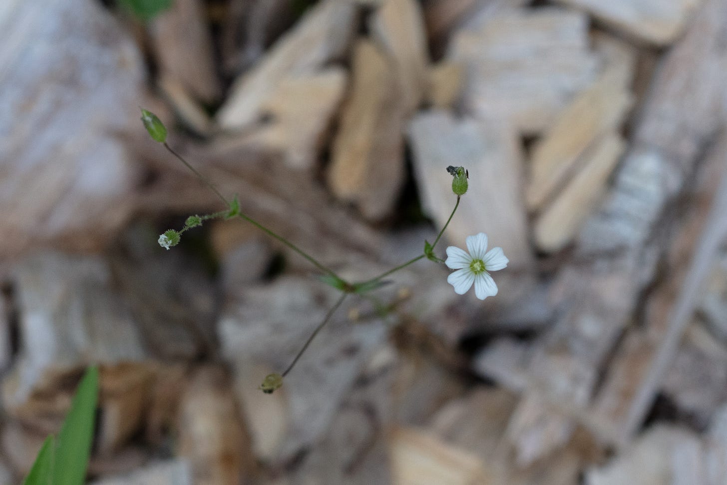 A plant with thread-thin stems and a single small white flower