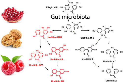 Identification of Novel Urolithin Metabolites in Human Feces and Urine  after the Intake of a Pomegranate Extract | Journal of Agricultural and  Food Chemistry