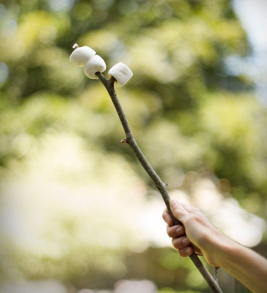 Marshmallows on Stick for Blog Post When Dooty calls Dog Photographer Ron SChmidt