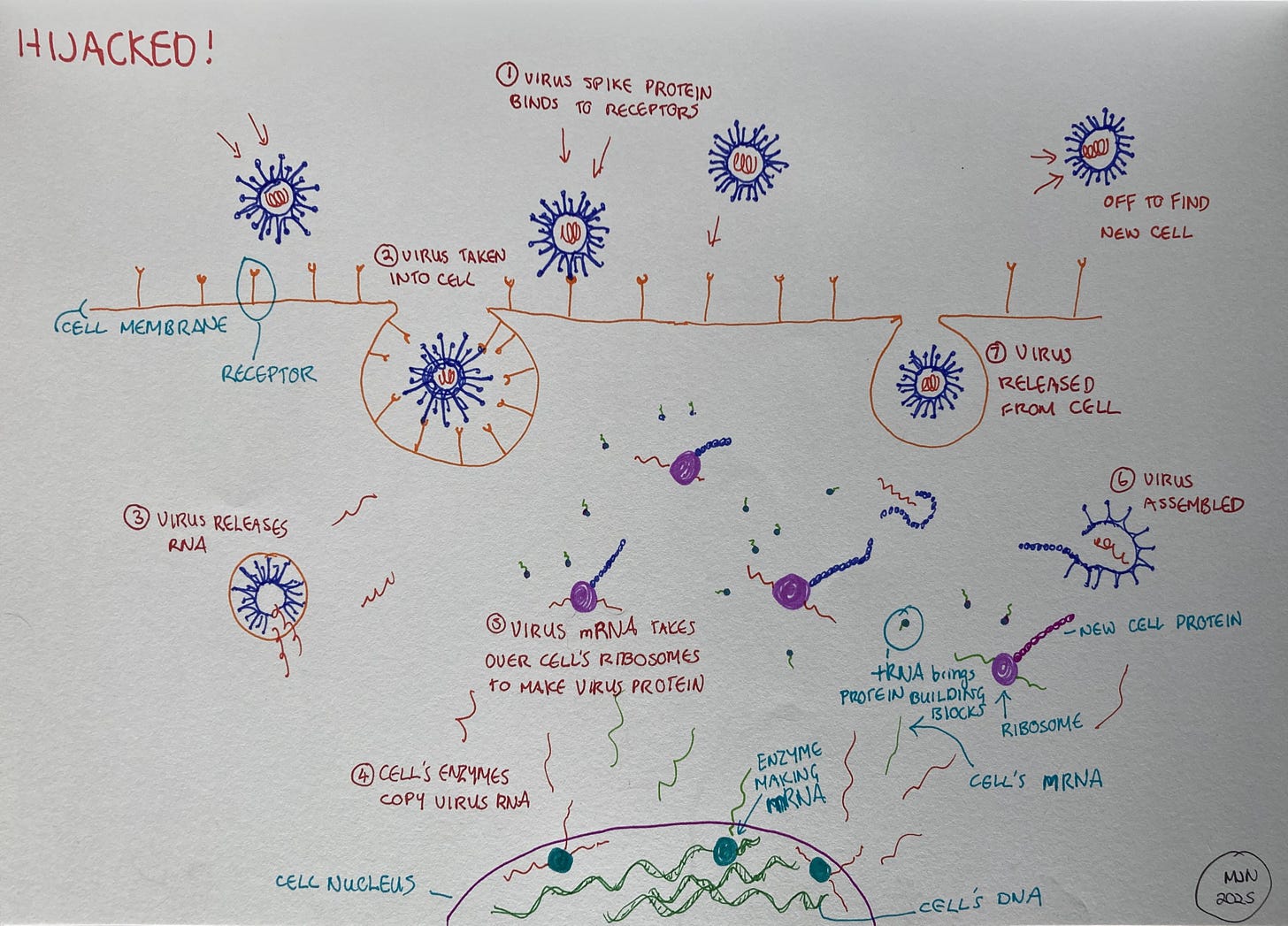 A diagram showing the 7 steps in virus infection from a virus binding to cell receptors and ending with new viruses released from the cell.
