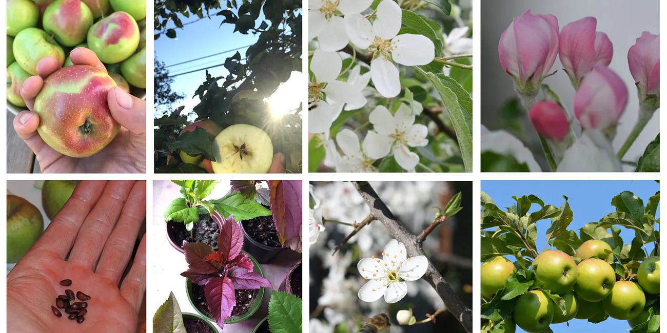 The Apple - inviting the pollinators to stay and keeping the allopathic doctors at bay