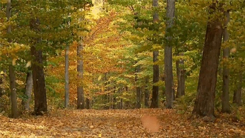forest autumn GIF forest autumn GIF
