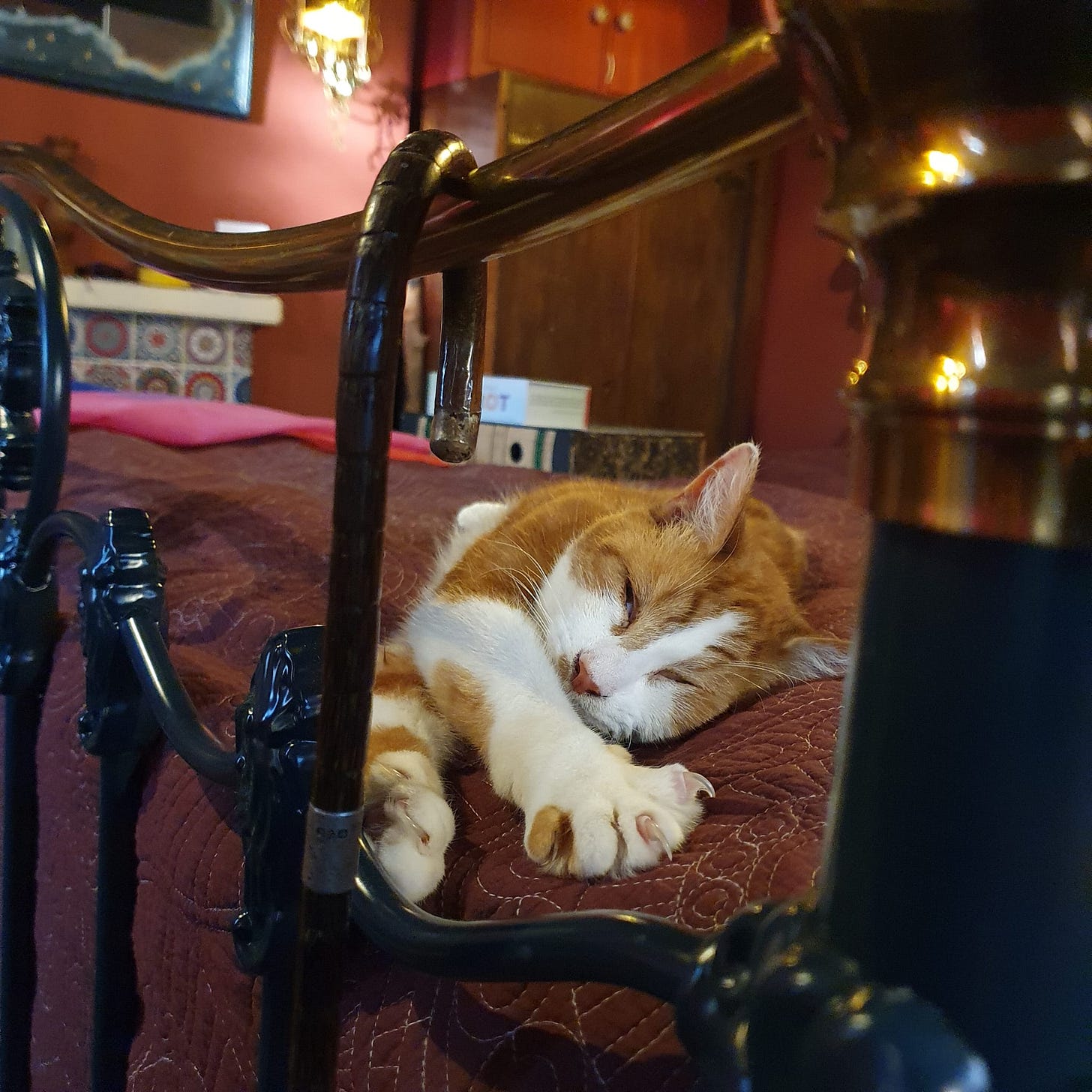 Ginger and white cat sleeping peacefully on a bed in a warm red room for the Callie Kazumi Tarot DMs interview.
