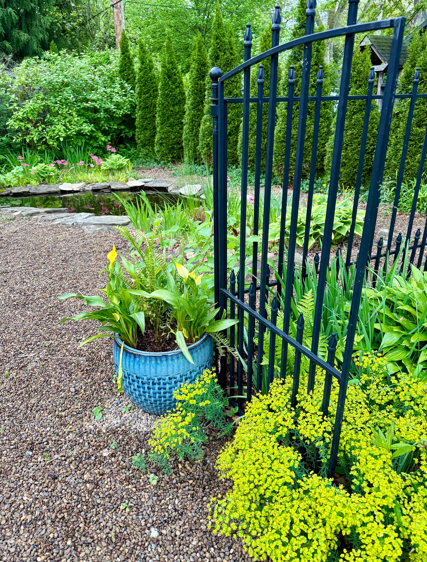 I love the acid yellow in the pond garden this month. Euphorbia, Kingcups, and I have added an annual pot of calla lilies to keep it going. I love the acid yellow in the pond garden this month. Euphorbia, Kingcups, and I have added an annual pot of calla lilies to keep it going.