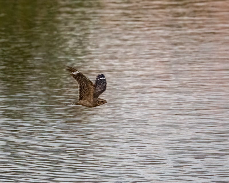 20250524-AguaCaliente-469-Edit.jpg 20250524-AguaCaliente-469-Edit.jpg