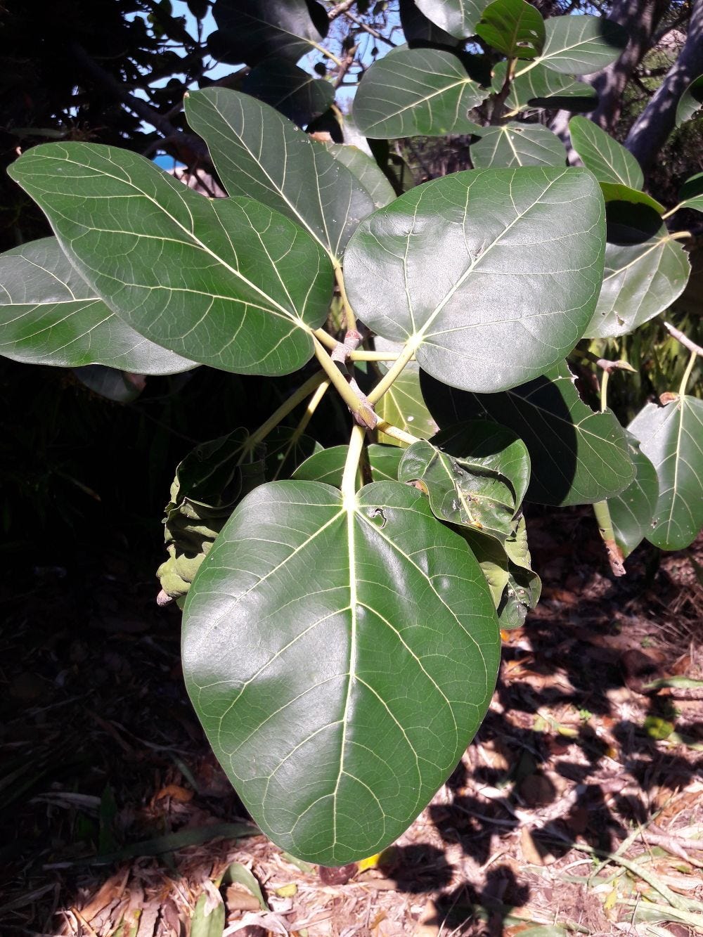 Ficus virens [Foliage - Picnic Bay, Magnetic Island, 2022] sml.jpg
