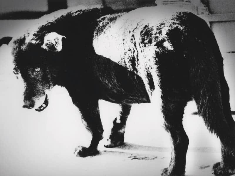 DAIDO MORIYAMA