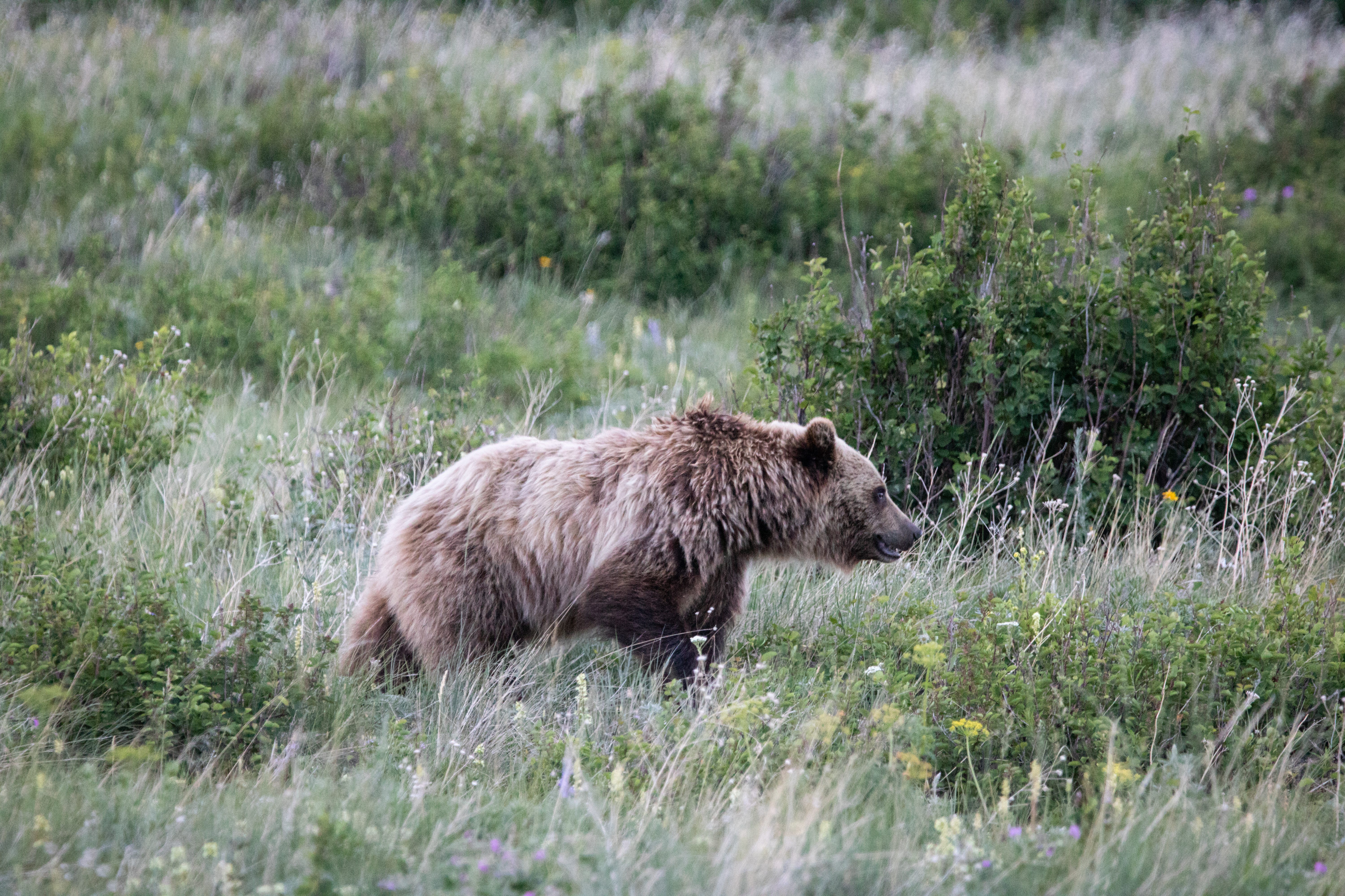 Private Lands Into Public Hands: Nonprofit, Private, and Federal Partners Collaborate to Add 5,500 Acres of Crucial Grizzly and Bird Habitat to the Public Domain
