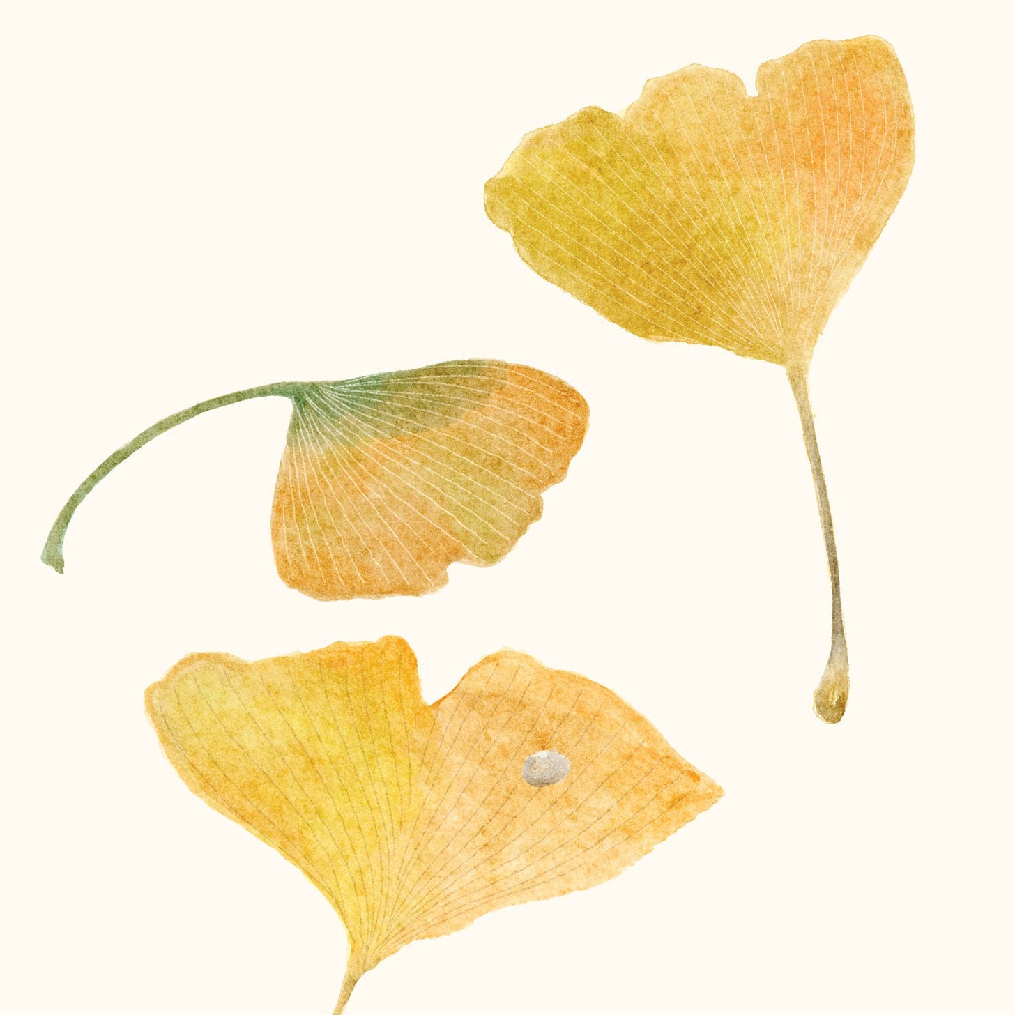 Illustrations of gingko leaves in shades of yellow and green, against a cream background.