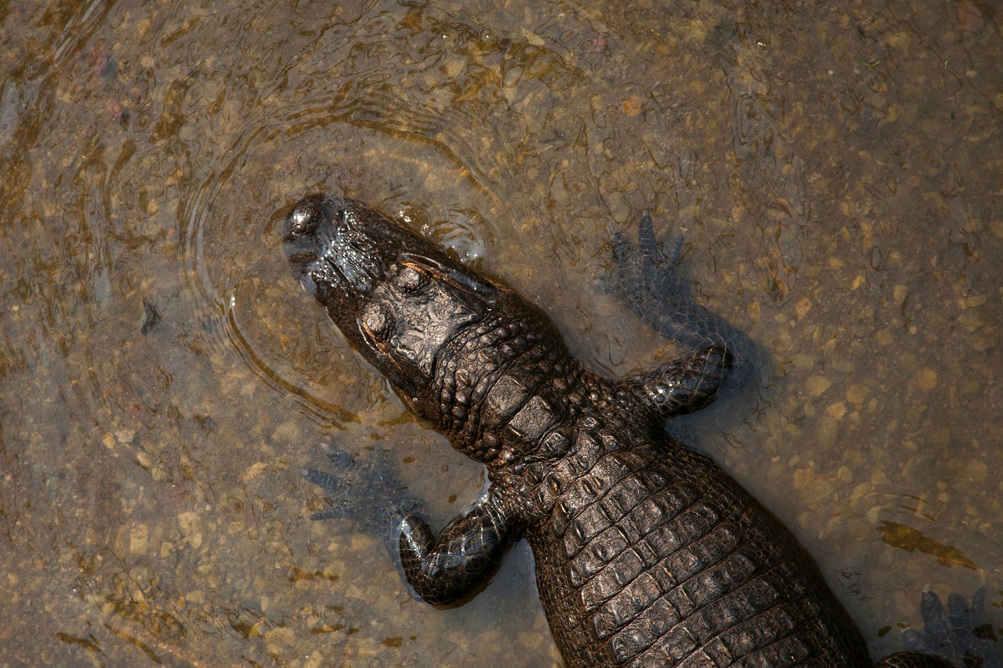Crocodile in Belize Crocodile in Belize