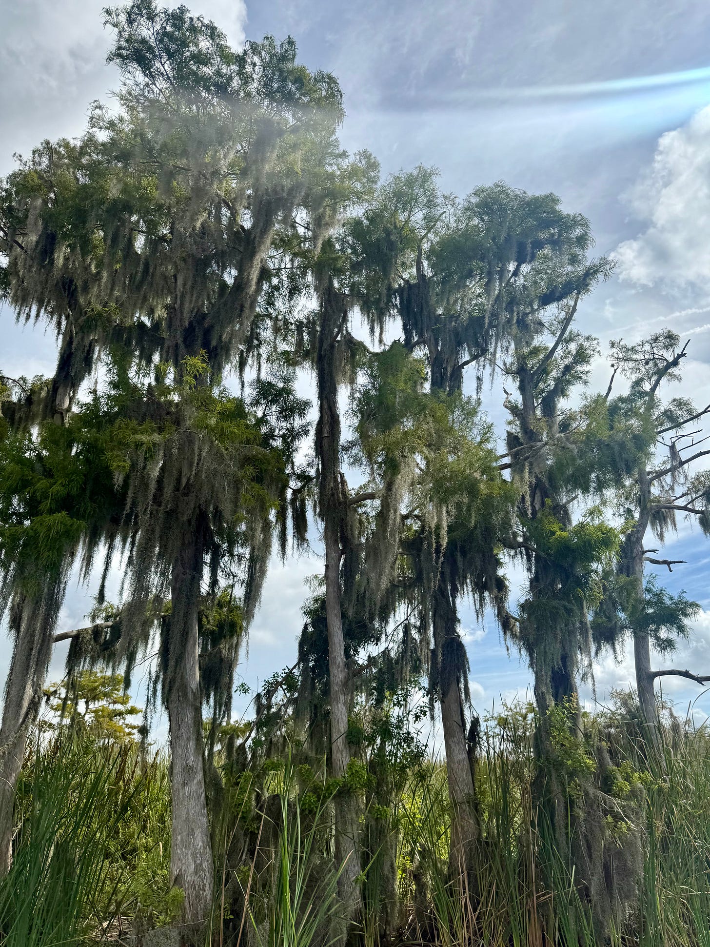 Spanish moss on trees