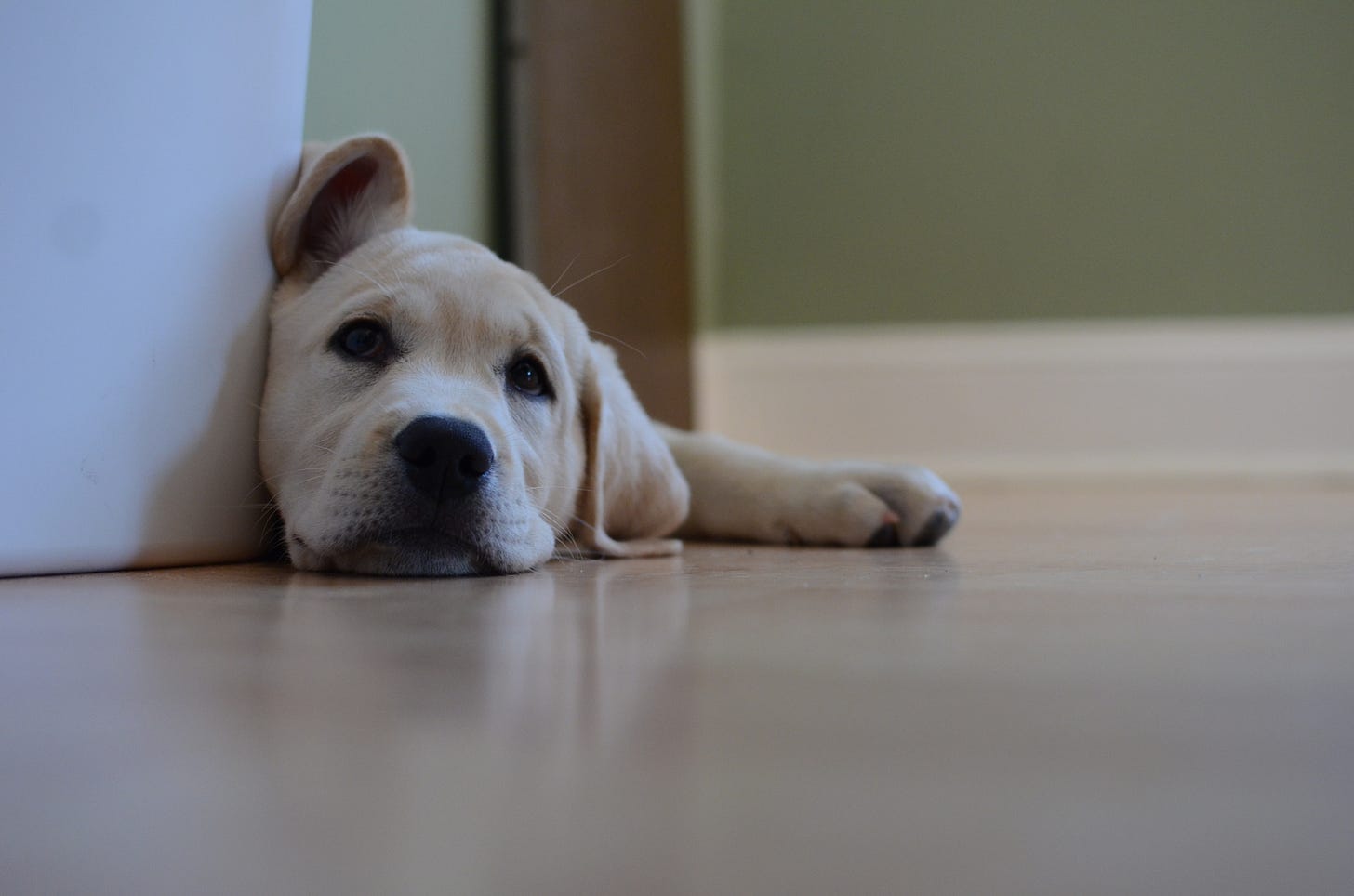 A yellow Labrador retriever lays on the floor next to a bin. Her ear is sticking up a little in a cute way.