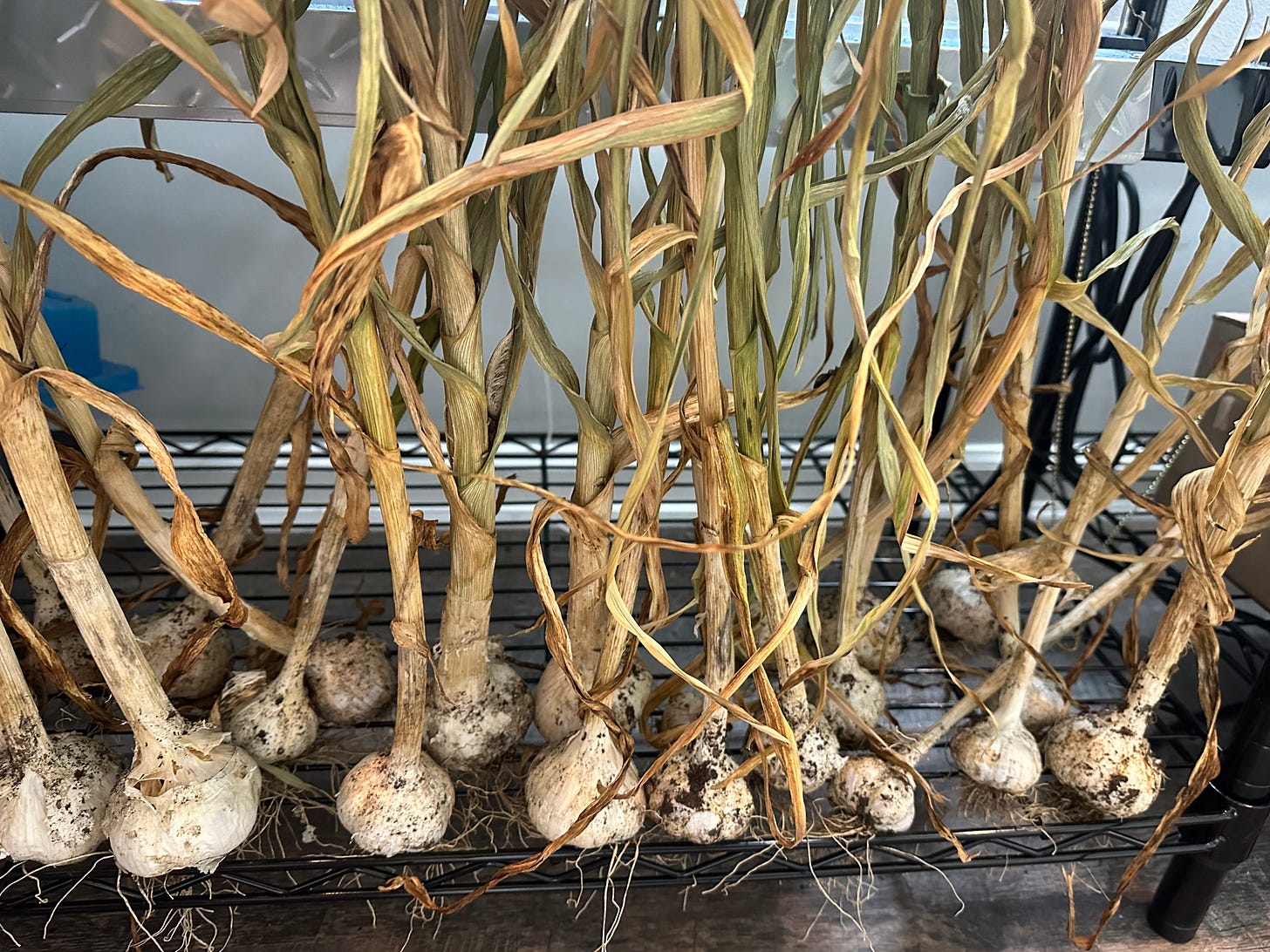 garlic curing garlic curing