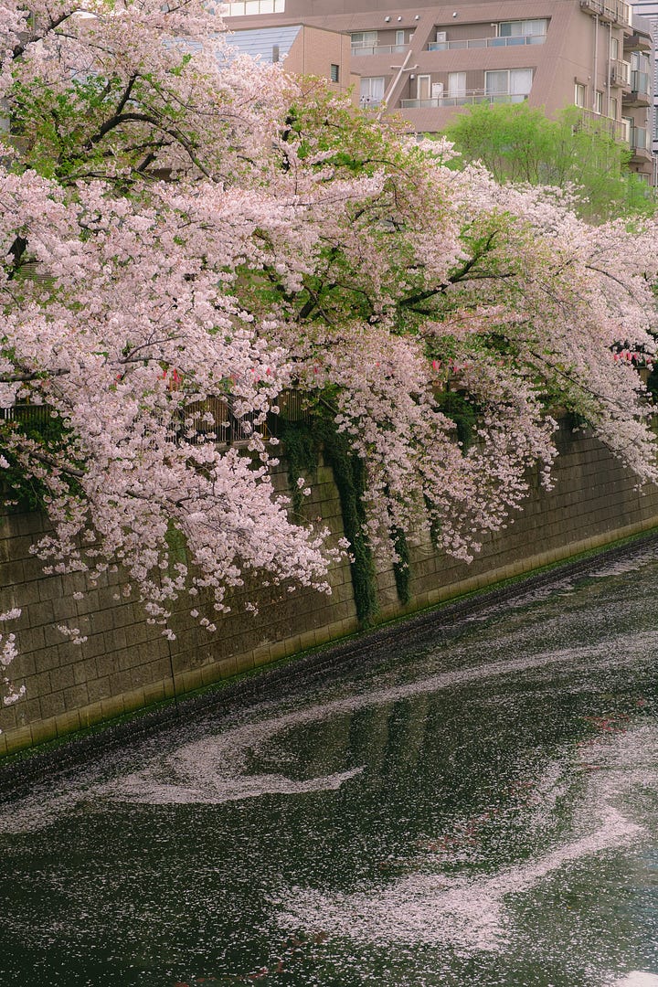 Cherry blossoms along the Meguro river, Tokyo