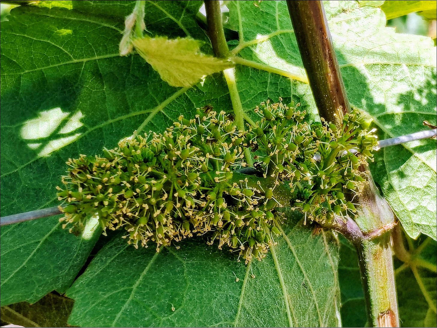Pinot Noir flowers, Willamette Valley, Vintage 2025.
