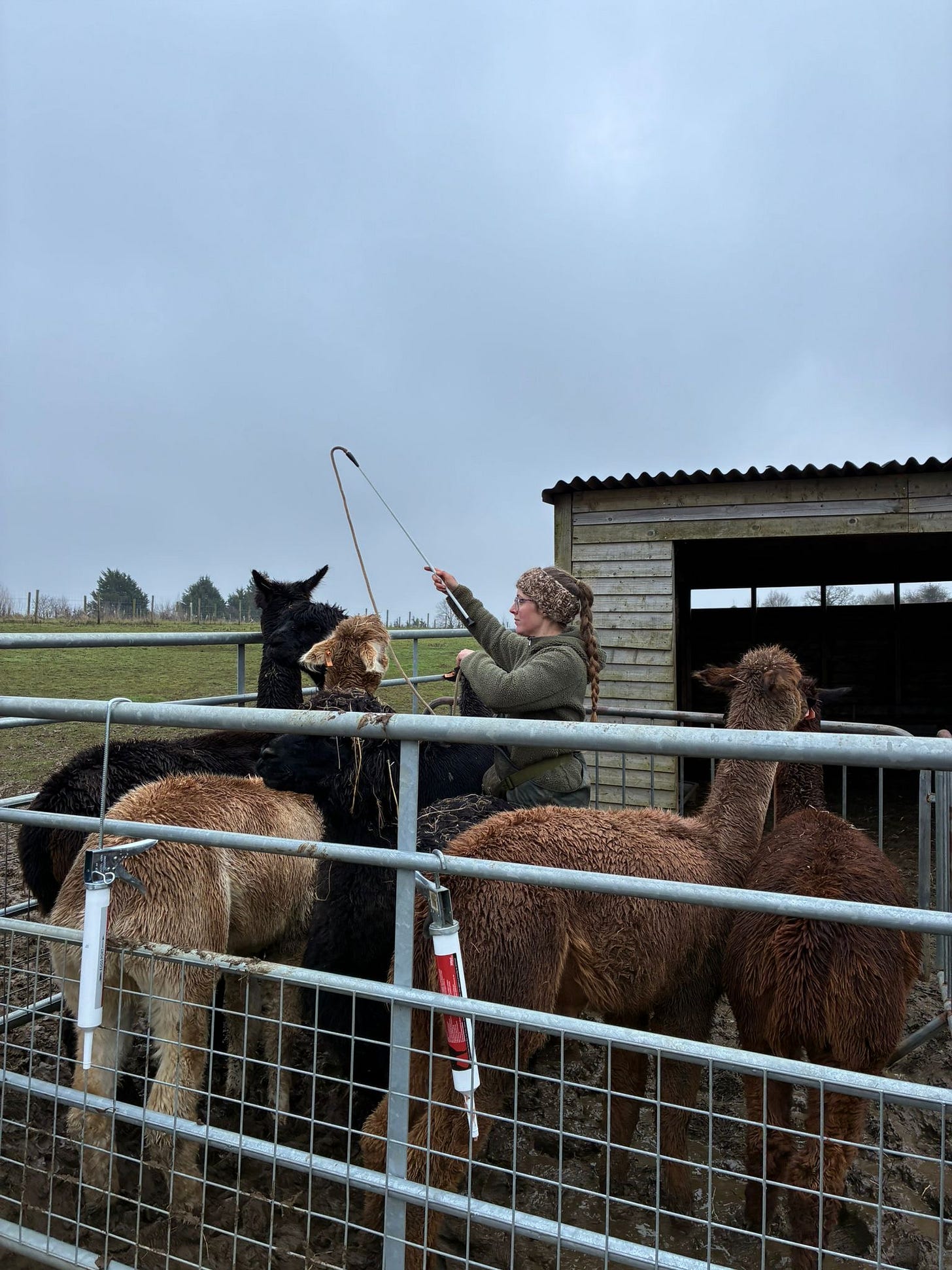 using camelidynamics approach to catch alpacas for health checks