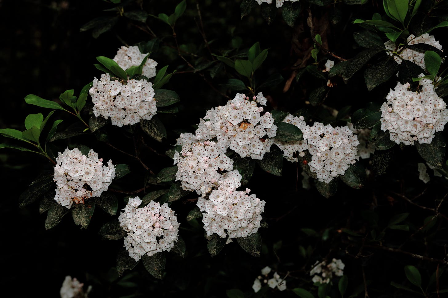 A mountain laurel in full bloom, loose domes of pink-spotted white flowers glowing against the shadows of a dark forest. Each of the five petals tapers to a point at the outer edge and, fused together, they curve to a bowl-shape. Thus, each flower is a white pentagonal bowl with delicate pink spots inside the petals and, around the flower's center, pink lines that form the shape of a five-pointed star. The shrub also has dark green, glossy leaves, though most blend in with the shadow in this photo. A mountain laurel in full bloom, loose domes of pink-spotted white flowers glowing against the shadows of a dark forest. Each of the five petals tapers to a point at the outer edge and, fused together, they curve to a bowl-shape. Thus, each flower is a white pentagonal bowl with delicate pink spots inside the petals and, around the flower's center, pink lines that form the shape of a five-pointed star. The shrub also has dark green, glossy leaves, though most blend in with the shadow in this photo.