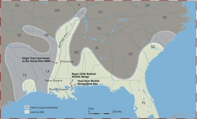 Map of the ivory-billed woodpecker's historical distribution. Map of the ivory-billed woodpecker's historical distribution.