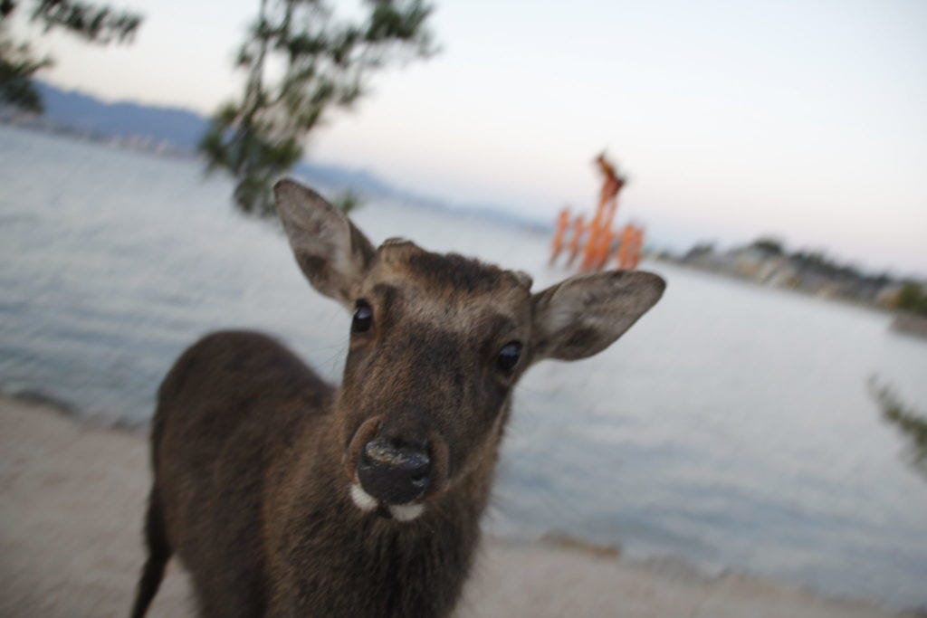 Reh auf dem Foto auf Miyajima - Hiroshima Reh auf dem Foto auf Miyajima - Hiroshima