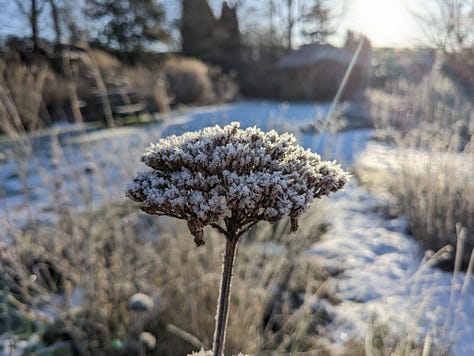 Perennial seed heads in winter