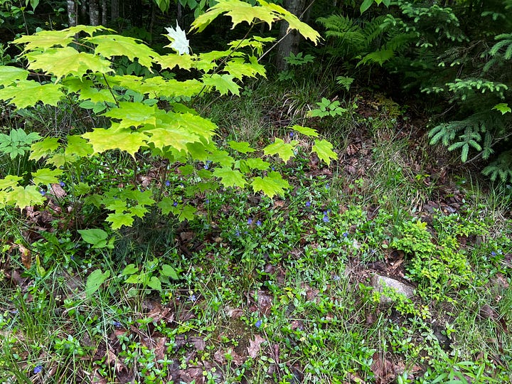 An image showing between the forest and garden, with purple flowering ground cover plants, a close up of a monarch caterpillar eating a leaf.