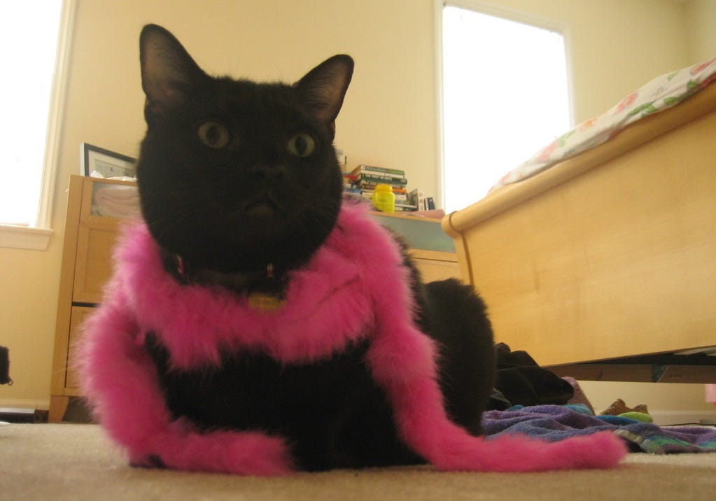 A black cat wearing a cat-sized pink feather boa. A black cat wearing a cat-sized pink feather boa.