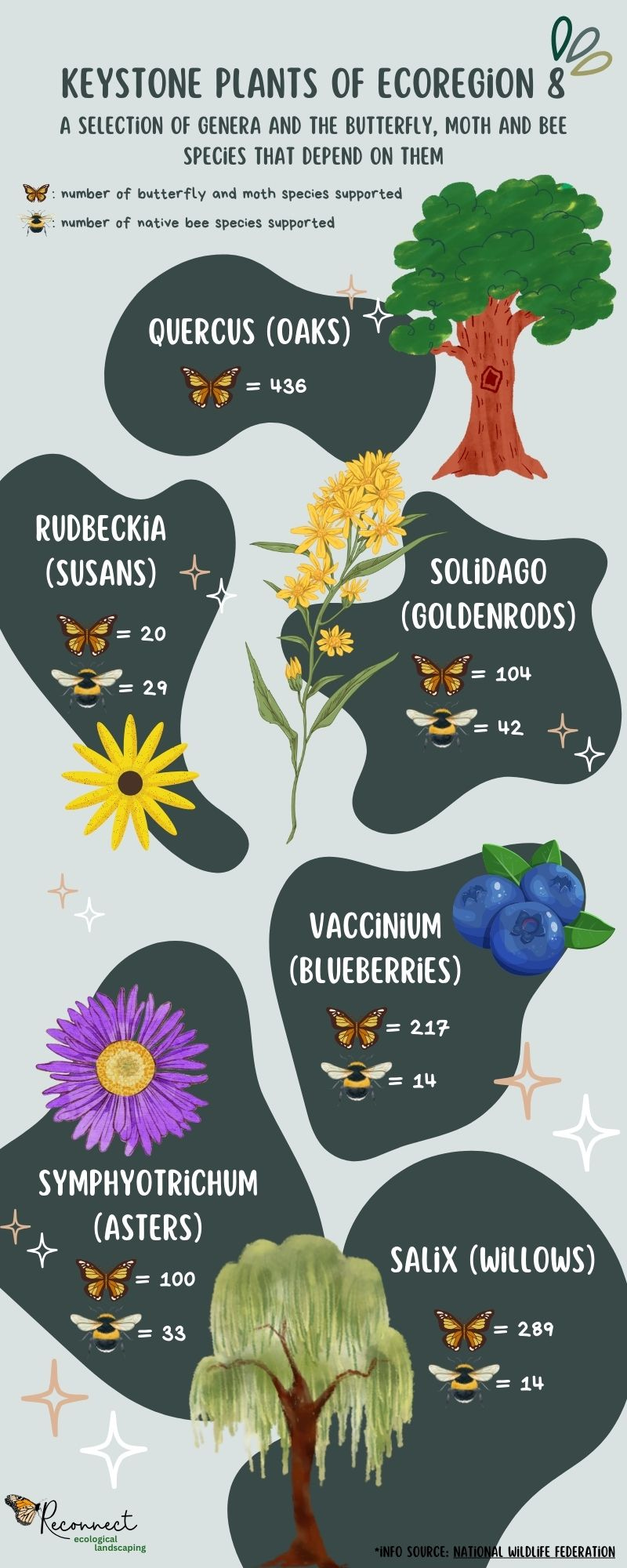 Infographic with the title Keystone Plants of Ecoregion 8 and pictures of oaks, willows and flowers and the number of butterflies, moths and bees they support