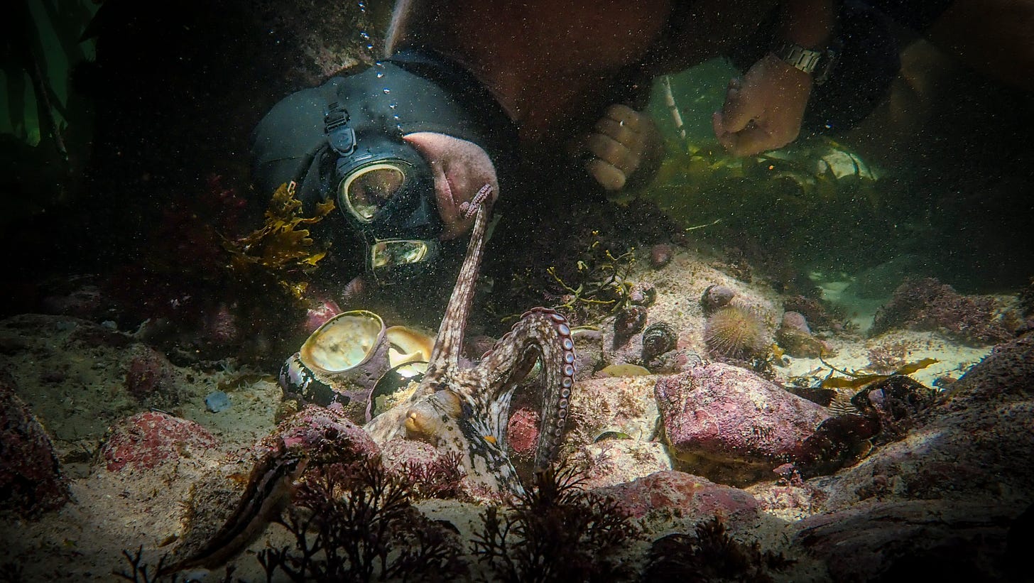My Octopus Teacher' Review: Netflix's Gorgeous Underwater Spectacle
