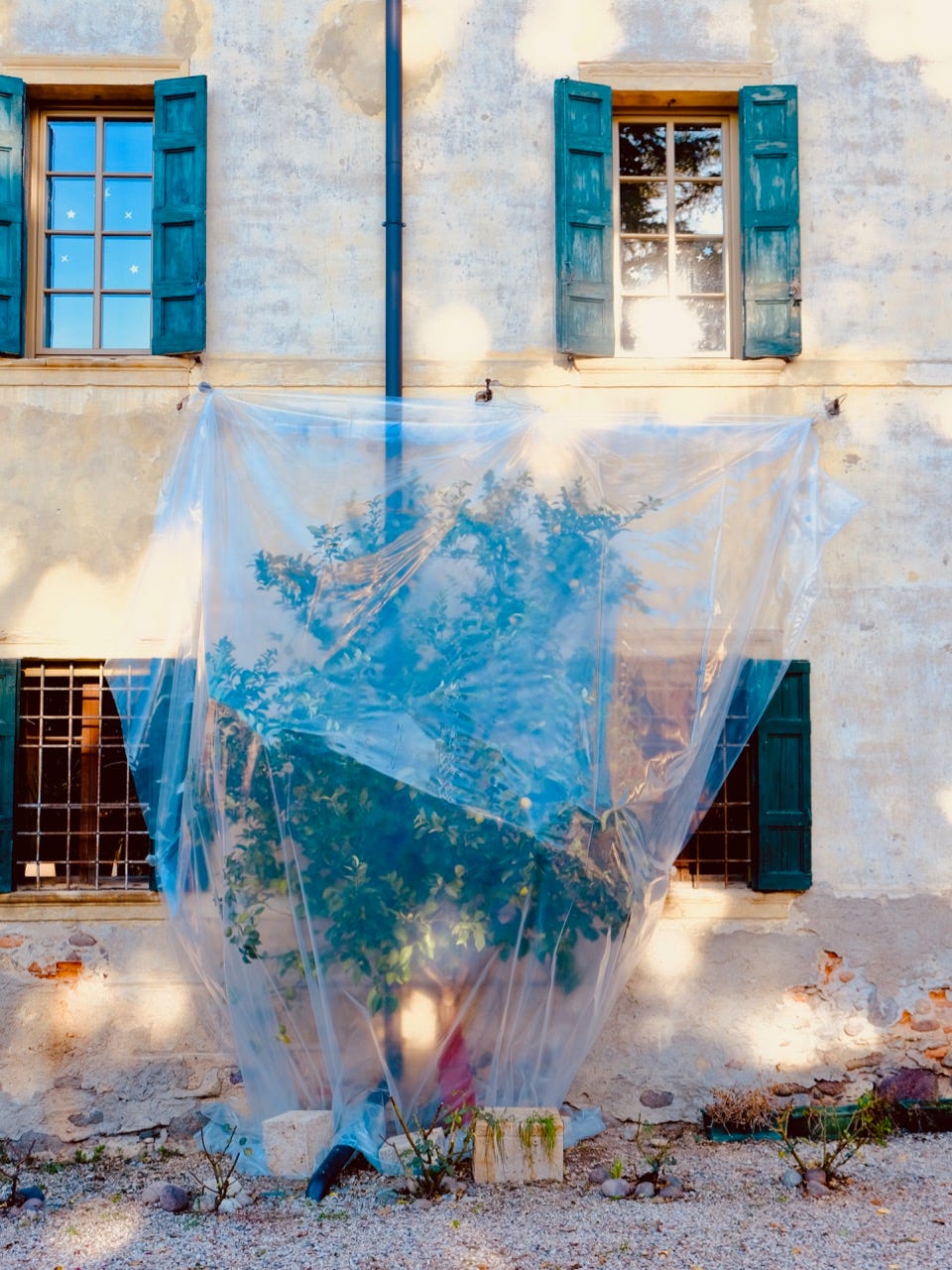 Lemon tree in Bardolino wrapped for the winter